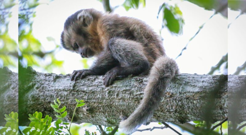 Macaco-prego-amarelo usando vareta para obter alimento