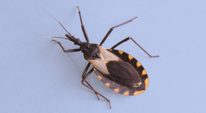 Imagem ilustrativa da doença de Chagas com barbeiros e infecção pelo Trypanosoma cruzi.