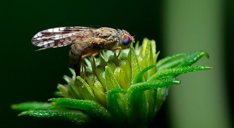 Ilustração do cromossomo X em humanos e moscas, destacando o fenômeno do desligamento