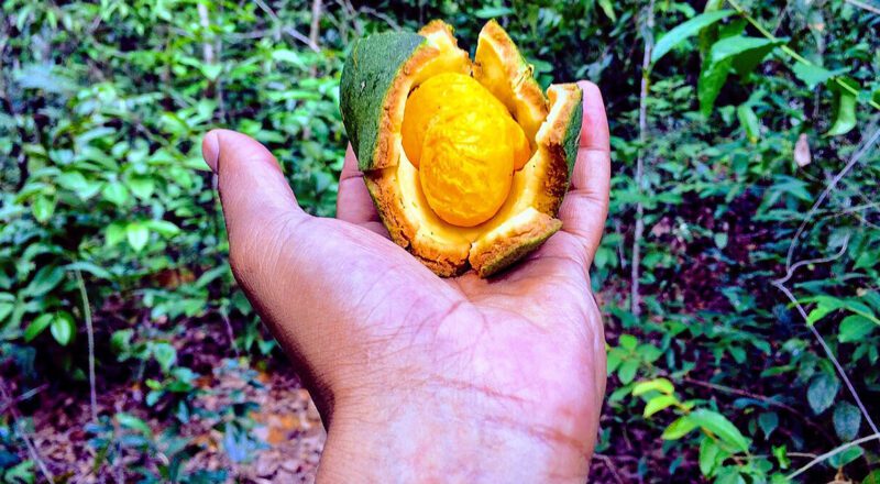 Óleo de pequi em frasco com folhas ao fundo, representando seus benefícios na cosmética