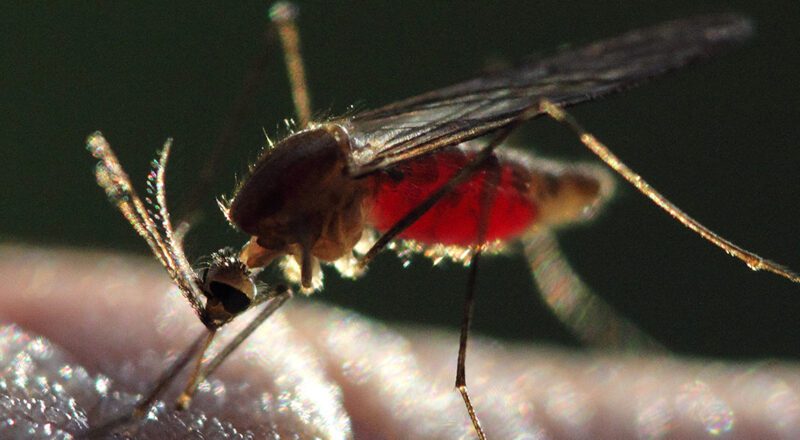 Mosquito Anopheles com resistência a inseticidas